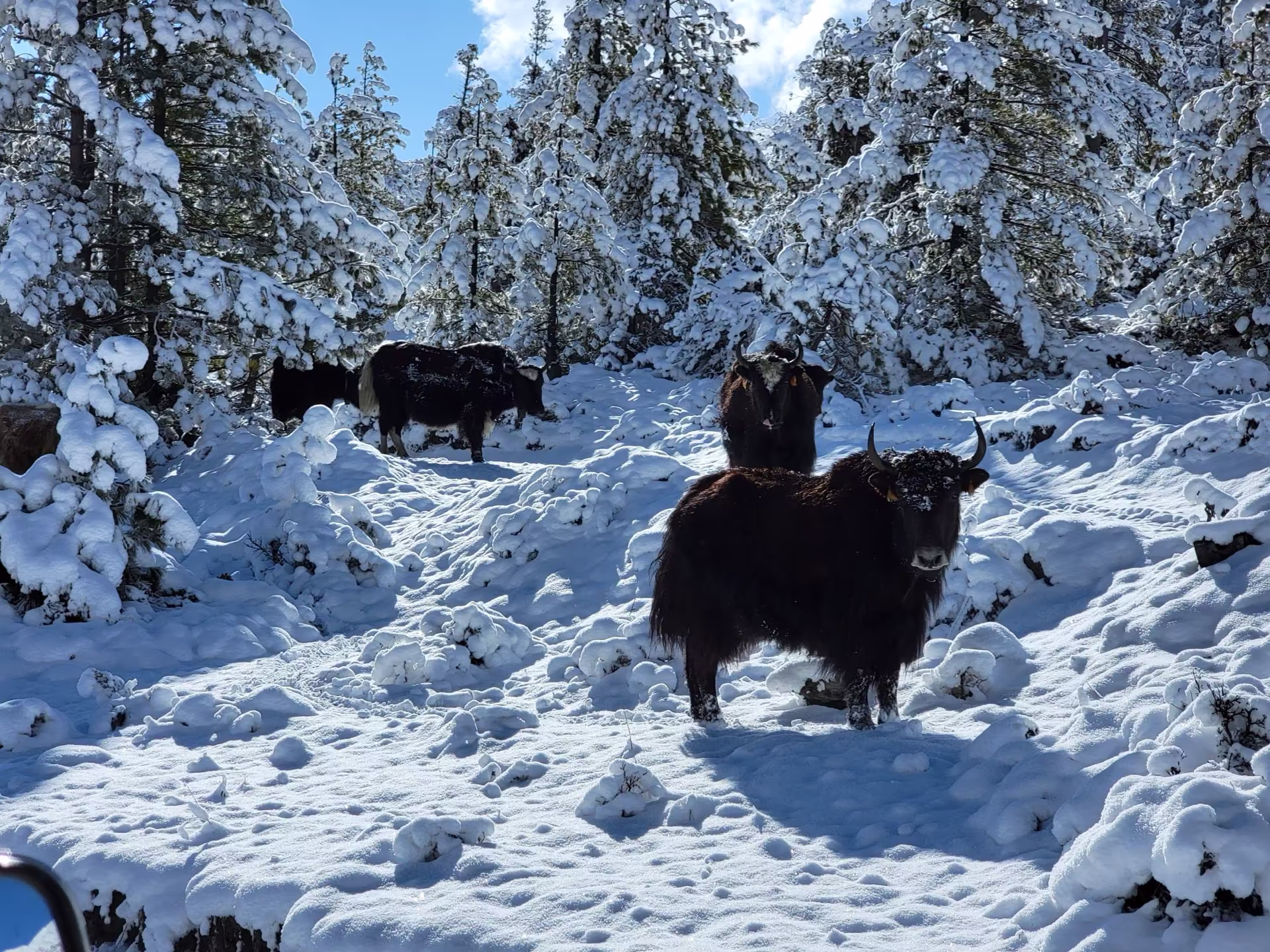 Yaks grazing on a snow-covered pasture
