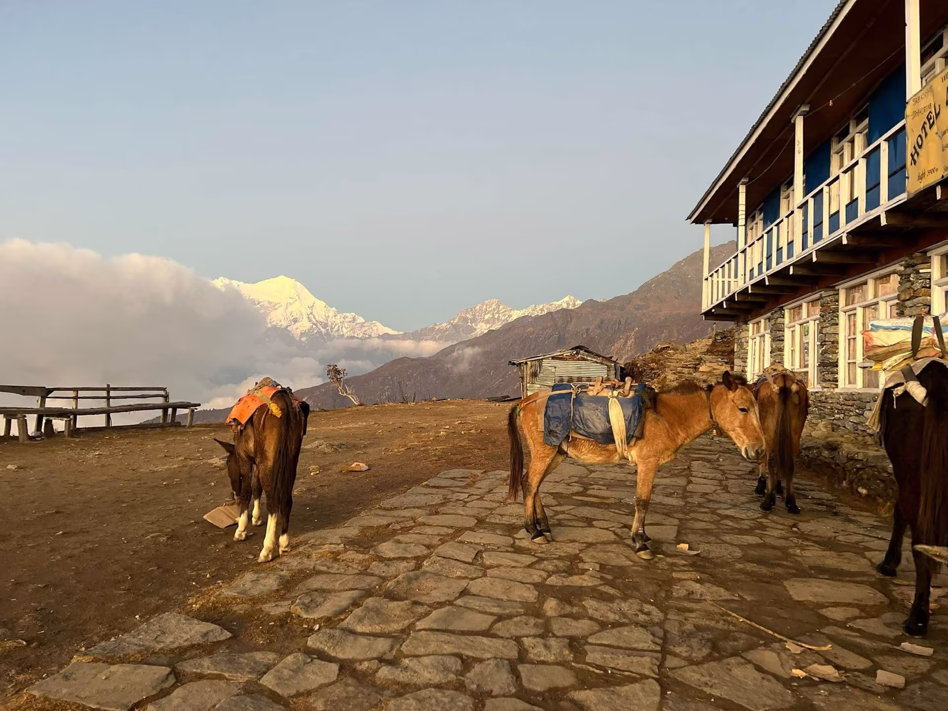 Pack mules and donkeys on a mountain trail under clouds