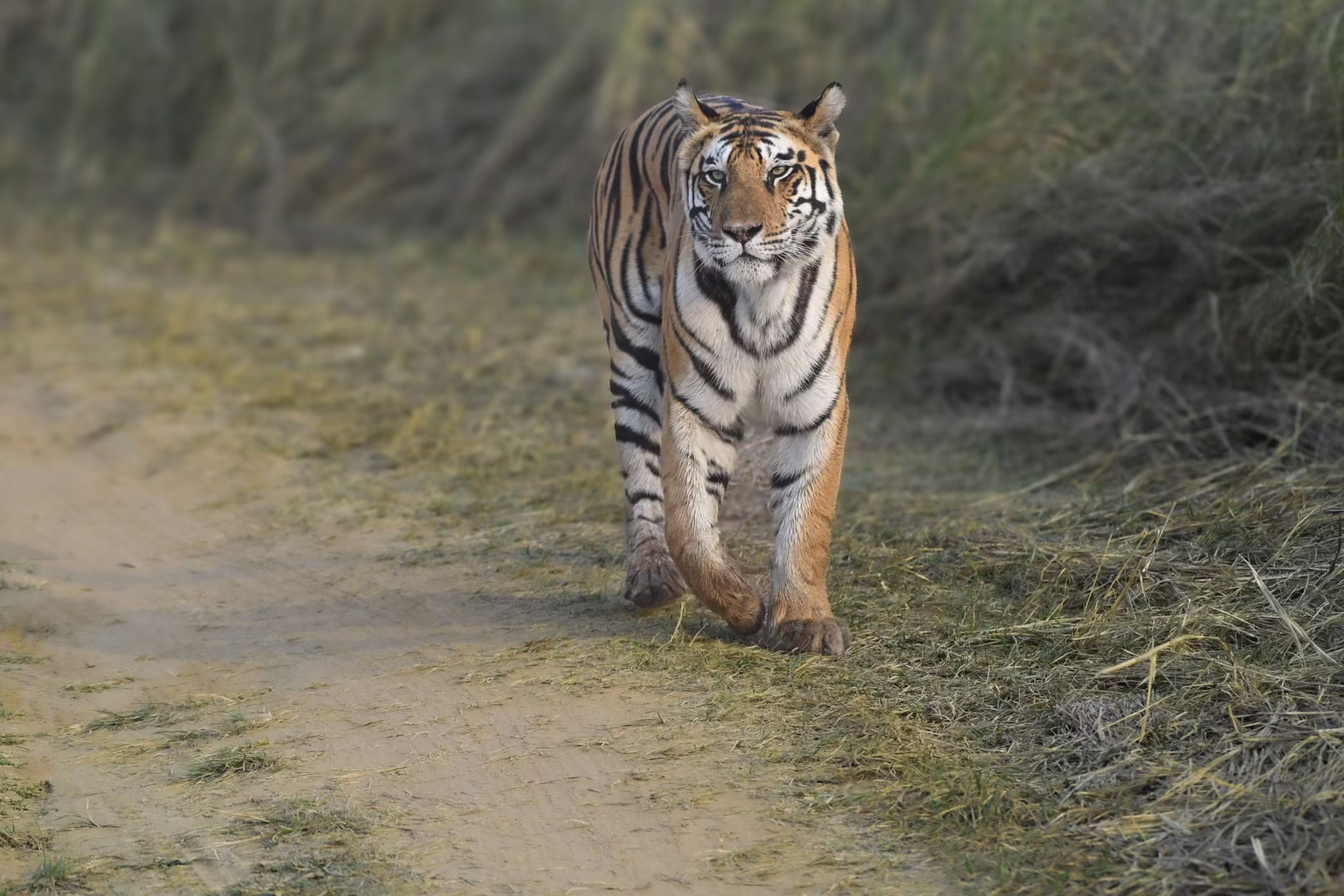A Bengal tiger moving through green bush