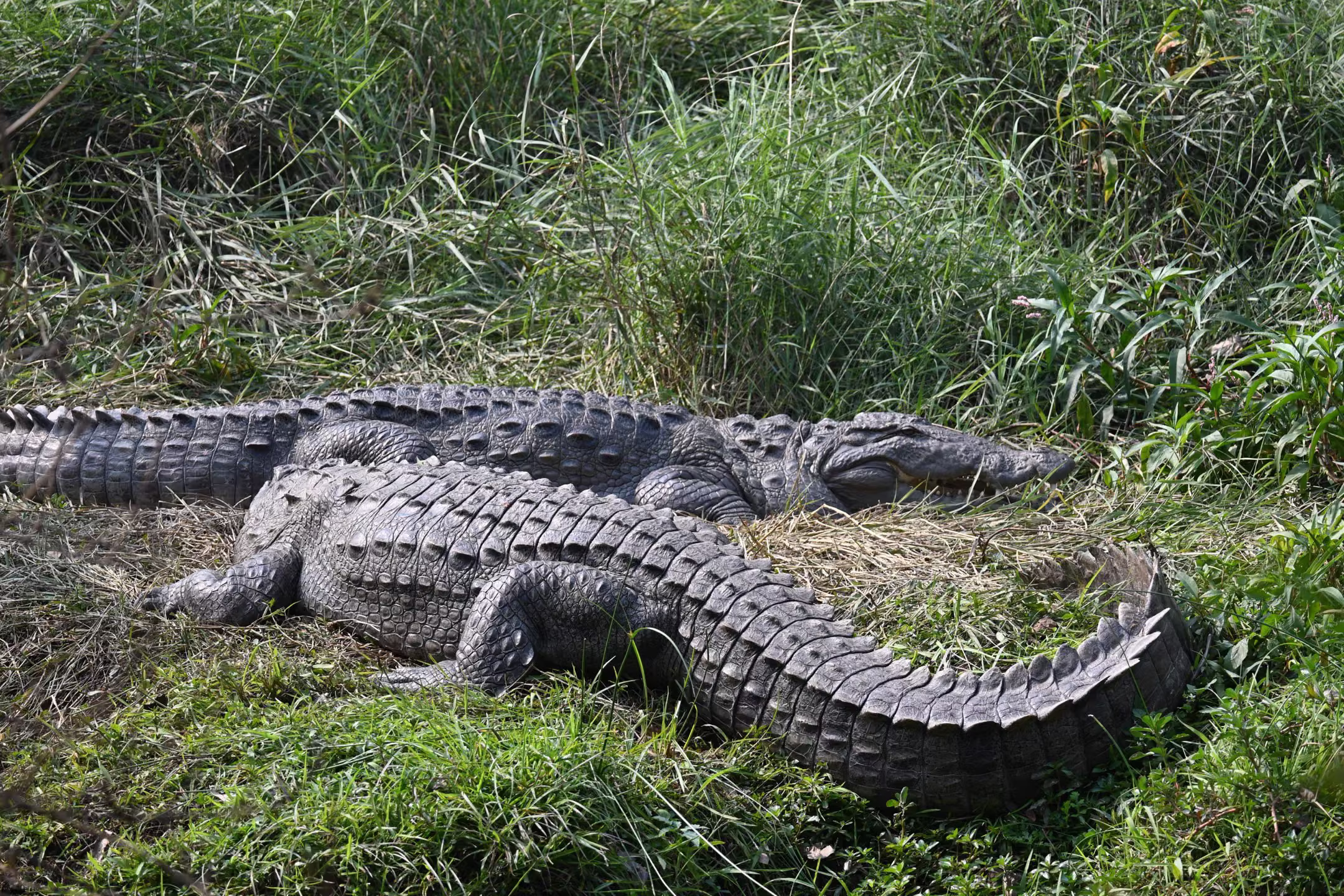 Two crocodiles resting in the riverside bush