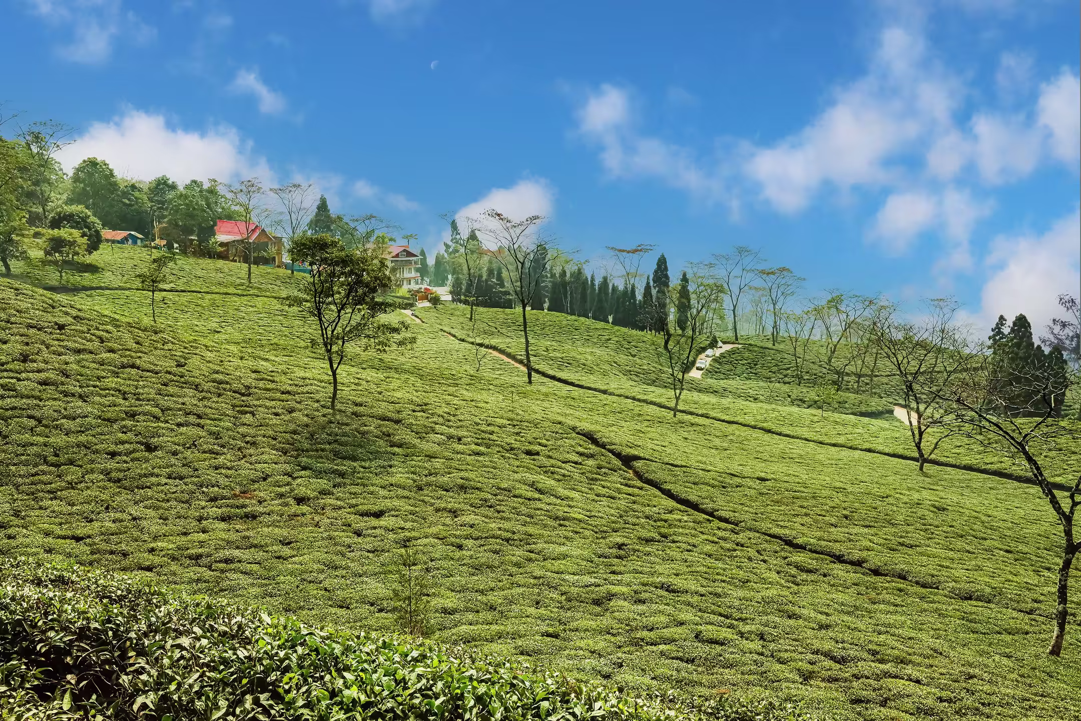 Lush rolling tea gardens in Ilam, eastern Nepal, with bright green tea bushes in neat rows