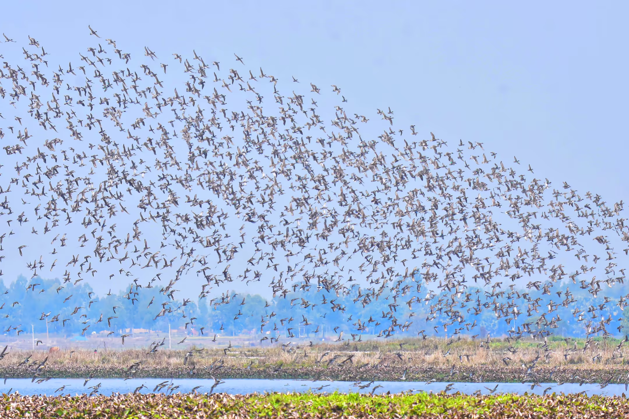 A flock of birds taking flight from a river in Nepal